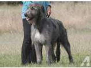 Irish Wolfhound Puppy for sale in WOODBURN, OR, USA