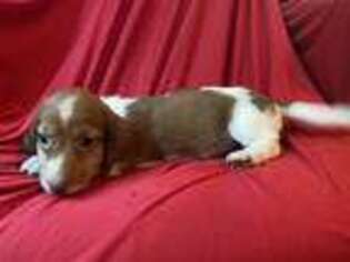 Dachshund Puppy for sale in Atkinson, NE, USA
