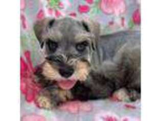 Mutt Puppy for sale in Hubbard, TX, USA