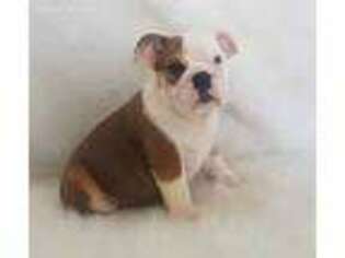 Bulldog Puppy for sale in Lafayette, IN, USA