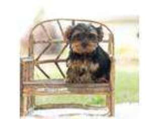 Yorkshire Terrier Puppy for sale in Warsaw, IN, USA
