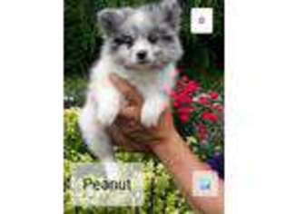 Pomeranian Puppy for sale in Marshall, IN, USA