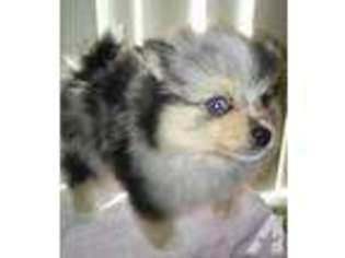 Pomeranian Puppy for sale in INDIO, CA, USA