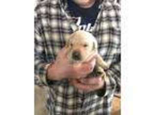 Labrador Retriever Puppy for sale in Cokato, MN, USA