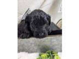 Soft Coated Wheaten Terrier Puppy for sale in Peoria, IL, USA