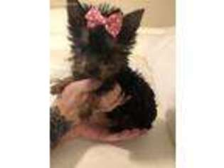 Yorkshire Terrier Puppy for sale in Burleson, TX, USA