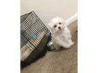 Maltese Puppy for sale in Natchez, MS, USA