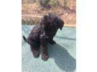 Mutt Puppy for sale in High Point, NC, USA