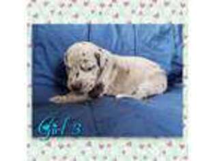 Great Dane Puppy for sale in Mountain Home, ID, USA