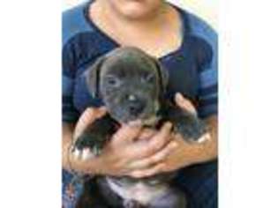 Staffordshire Bull Terrier Puppy for sale in San Antonio, TX, USA