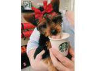 Yorkshire Terrier Puppy for sale in West Chester, OH, USA