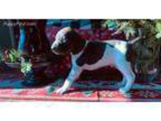German Shorthaired Pointer Puppy for sale in Bowdoinham, ME, USA