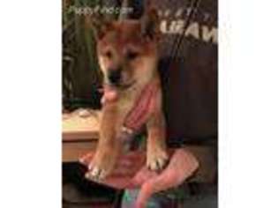Shiba Inu Puppy for sale in Olympia, WA, USA