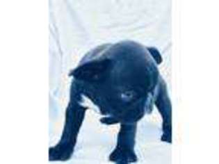 Boston Terrier Puppy for sale in Unknown, , USA