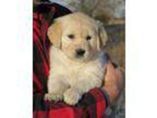 Golden Retriever Puppy for sale in Partridge, KS, USA