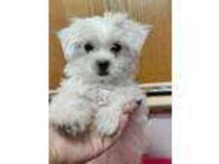 Maltese Puppy for sale in Darien, IL, USA