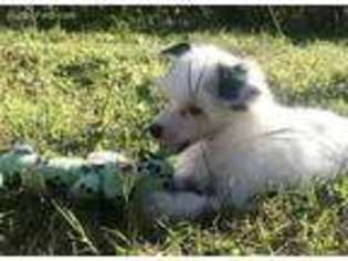 Chinese Crested Puppy for sale in Cedar Creek, TX, USA
