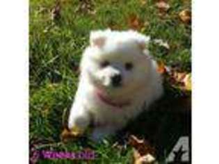 American Eskimo Dog Puppy for sale in KENDALLVILLE, IN, USA