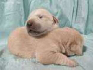 Labrador Retriever Puppy for sale in Leavenworth, KS, USA