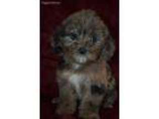 Mutt Puppy for sale in Pawnee, OK, USA