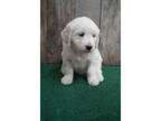 Golden Retriever Puppy for sale in Dundee, OH, USA