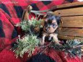 Yorkshire Terrier Puppy for sale in Martelle, IA, USA