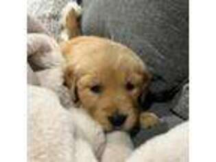 Golden Retriever Puppy for sale in Clementon, NJ, USA