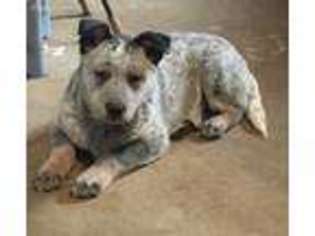 Australian Cattle Dog Puppy for sale in Williamsville, MO, USA