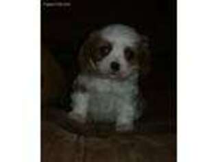 Cavalier King Charles Spaniel Puppy for sale in Morrison, TN, USA