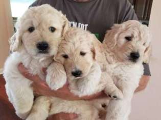 Goldendoodle Puppy for sale in Stella, NC, USA