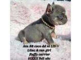 French Bulldog Puppy for sale in Shepherd, TX, USA