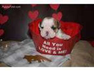 Bulldog Puppy for sale in South Webster, OH, USA