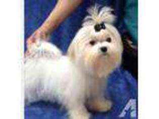 Maltese Puppy for sale in LANCASTER, OH, USA