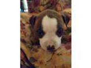 Mutt Puppy for sale in Challis, ID, USA