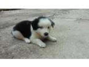 Border Collie Puppy for sale in Orlando, FL, USA