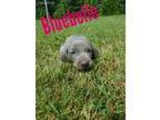 Weimaraner Puppy for sale in Slaughters, KY, USA