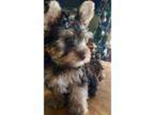 Yorkshire Terrier Puppy for sale in Sparrow Bush, NY, USA