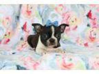 Boston Terrier Puppy for sale in Wakarusa, IN, USA