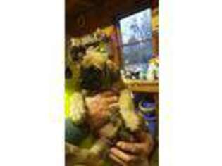 Mastiff Puppy for sale in Ash, NC, USA