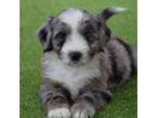 Tibetan Terrier Puppy for sale in Temecula, CA, USA
