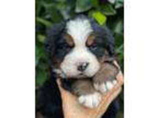 Bernese Mountain Dog Puppy for sale in Cambria, CA, USA