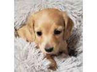 Dachshund Puppy for sale in Clarendon, PA, USA