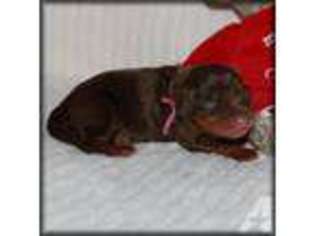 Mutt Puppy for sale in MEKINOCK, ND, USA