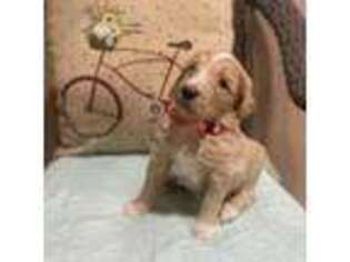 Goldendoodle Puppy for sale in Hurst, TX, USA