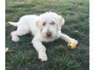 Labradoodle Puppy for sale in San Diego, CA, USA