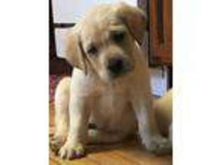 Labrador Retriever Puppy for sale in Middleton, WI, USA