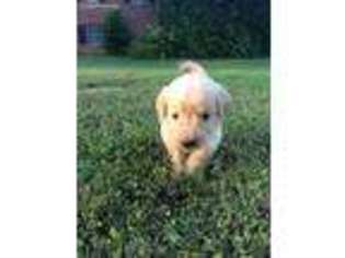 Golden Retriever Puppy for sale in Buford, GA, USA