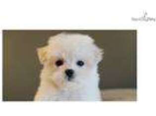 Mutt Puppy for sale in Birmingham, AL, USA