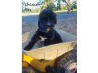 Mutt Puppy for sale in Waynesboro, VA, USA