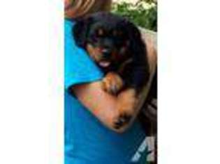 Rottweiler Puppy for sale in LYNCHBURG, MO, USA